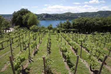 Vineyards overlooking Lake Maggiore clipart