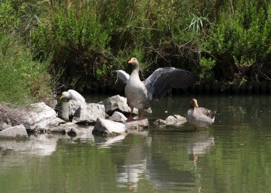 Yaban hayatı: Boz kaz Camargue içinde