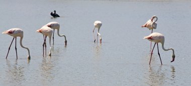 Yaban hayatı: Flamingos Camargue içinde