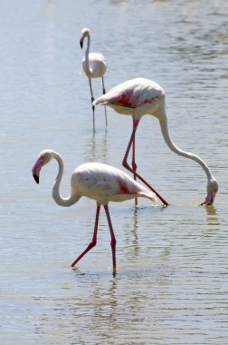 Yaban hayatı: Flamingos Camargue içinde