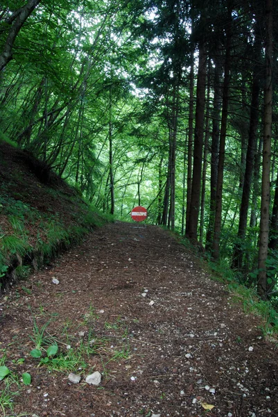 Ormandaki yol tabelası — Stok fotoğraf