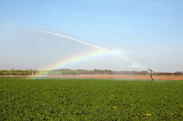Irrigatie op een tarweveld — Stockfoto
