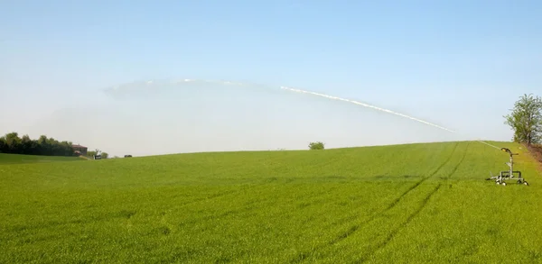Irrigation on a wheat field — Stock Photo, Image