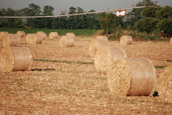 Irrigação em um campo de trigo — Fotografia de Stock