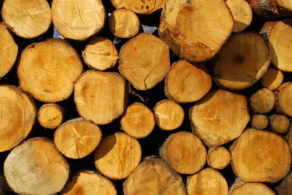 Pile of log - Dolomites — Stock Photo, Image