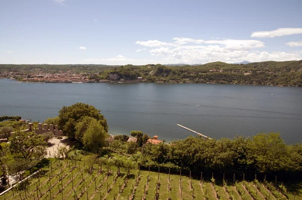 Winnice z widokiem na jezioro maggiore — Zdjęcie stockowe