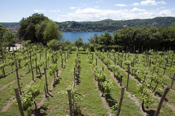 Виноградники с видом на озеро Маджоре — стоковое фото