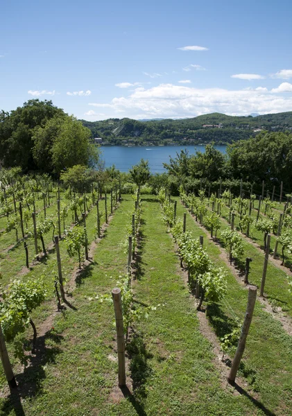 Виноградники с видом на озеро Маджоре — стоковое фото