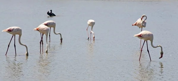 stock image Wildlife: Flamingos in Camargue