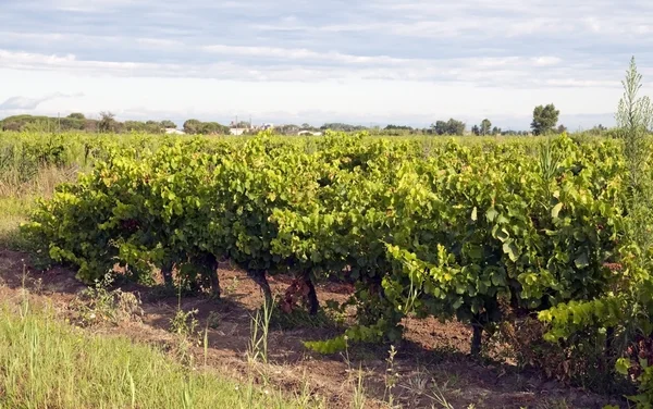 葡萄园-vin de 黑貂、 卡马尔格 — 图库照片