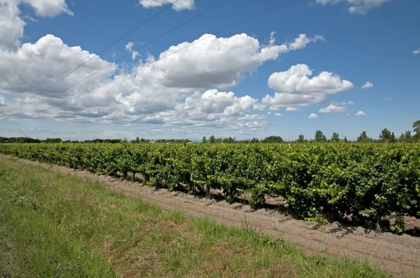 葡萄园-vin de 黑貂、 卡马尔格 — 图库照片