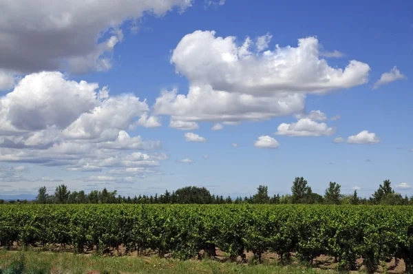 Виноградник - Vin de Соболь, Камаргу — стокове фото
