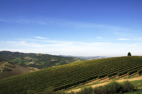 Виноградные ряды - Италия — стоковое фото