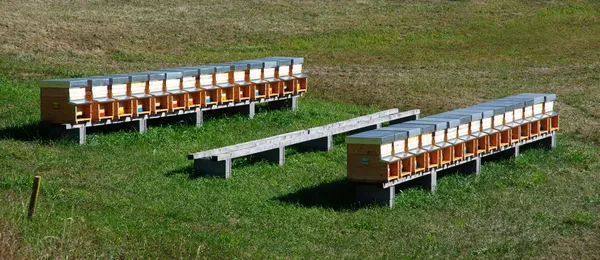 Ruches d'abeilles (rucher) dans un champ — Photo