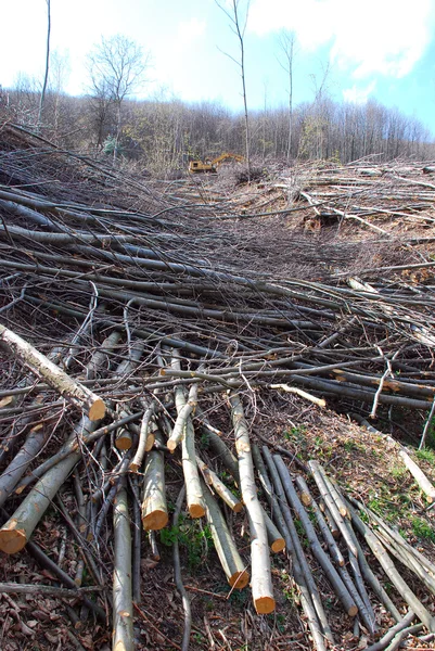 stock image Cut trees in a forest