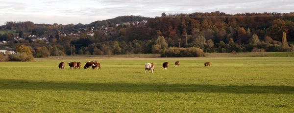 Vacas pastando na Alemanha — Fotografia de Stock