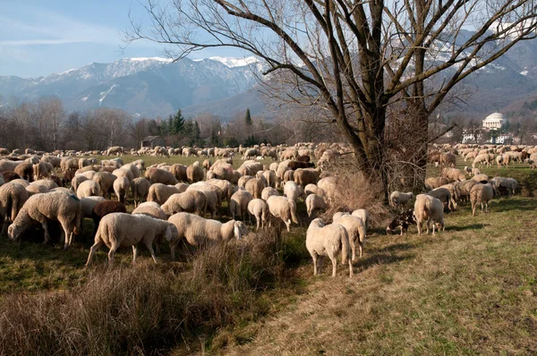 मेंढ्यांचे कळप — स्टॉक फोटो, इमेज