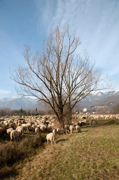मेंढ्यांचे कळप — स्टॉक फोटो, इमेज