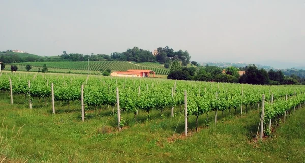 Weinrebenreihen - Italien — Stockfoto