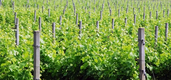 Grapevine rader - Italien — Stockfoto