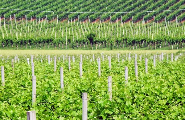 Виноградные ряды - Италия — стоковое фото