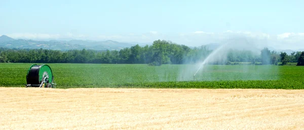 Irrigation sur un champ de blé — Photo