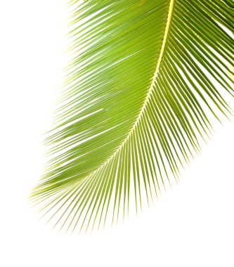 Yeşil palmiye yaprağı
