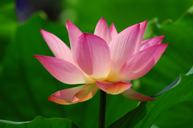 pembe lotus