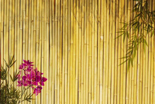 Orchidee fresche con sfondo di bambù — Foto Stock