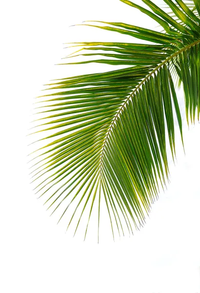 Feuille de palmier vert — Photo
