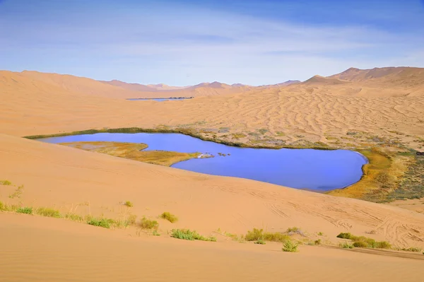 Dry plant in desert lake — Stock Photo, Image