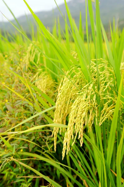 Выстрел из рисового поля и капли — стоковое фото