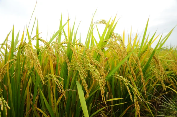 Выстрел из рисового поля и капли — стоковое фото