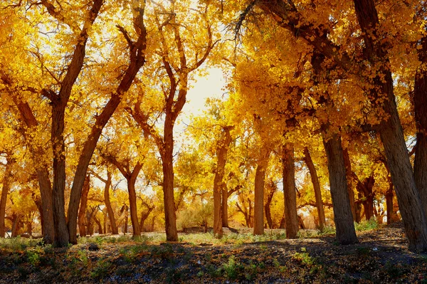 Paisagem de outono no parque da manhã — Fotografia de Stock