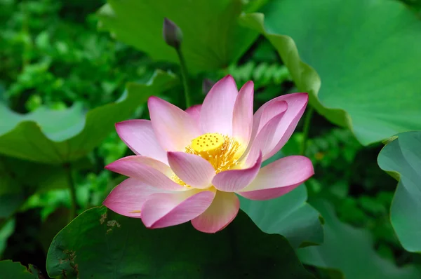 Fiore di loto — Foto Stock