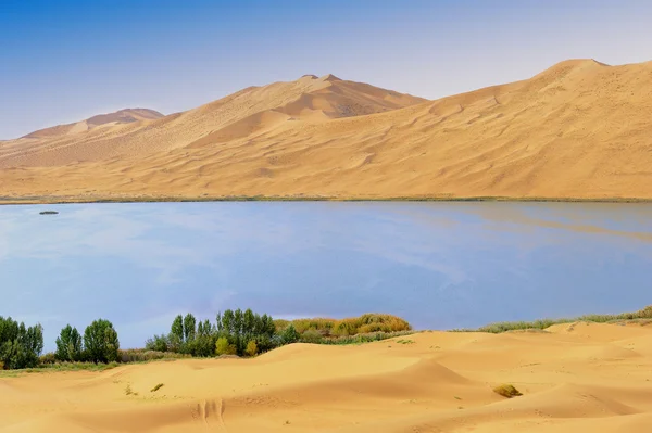 Planta seca en el lago del desierto — Foto de Stock