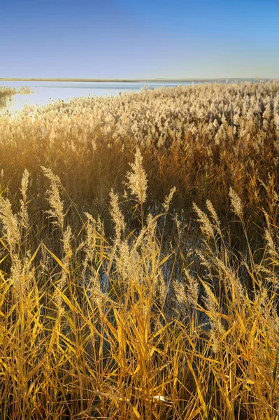 Reed stalks in the swamp against sunlight. — Stock Photo, Image