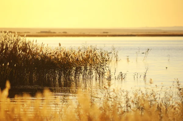 Schilfhalme im Sumpf gegen Sonnenlicht. — Stockfoto