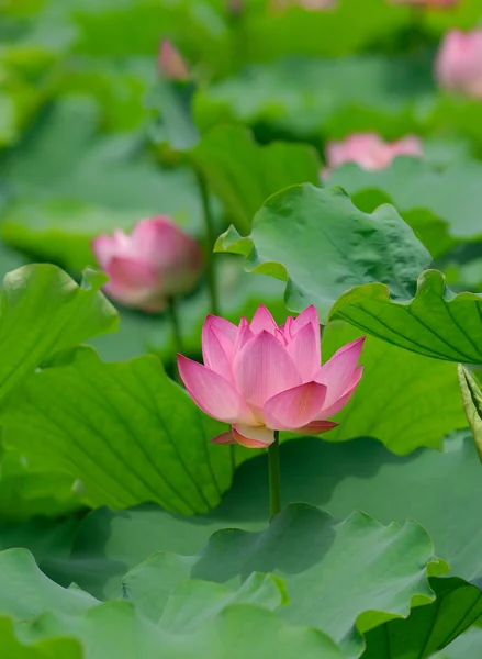 stock image Lotus flower