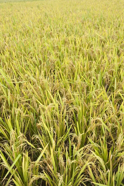 Pirinç alan ve damla — Stok fotoğraf