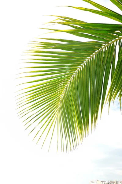 Зеленый пальмовый лист — стоковое фото