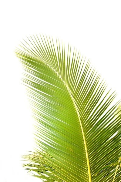 Feuille de palmier vert — Photo