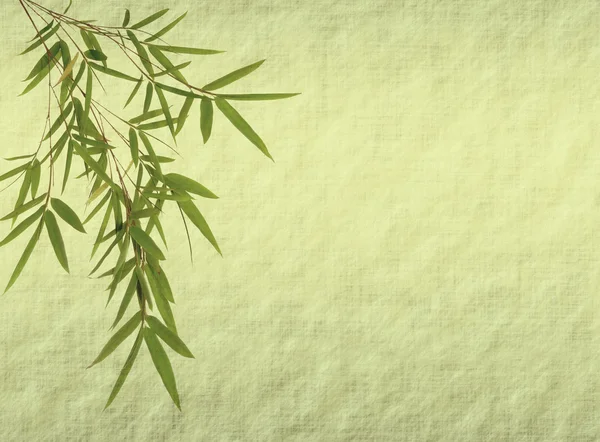Návrh čínského bambusu stromů s texturou z ručního papíru — Stock fotografie