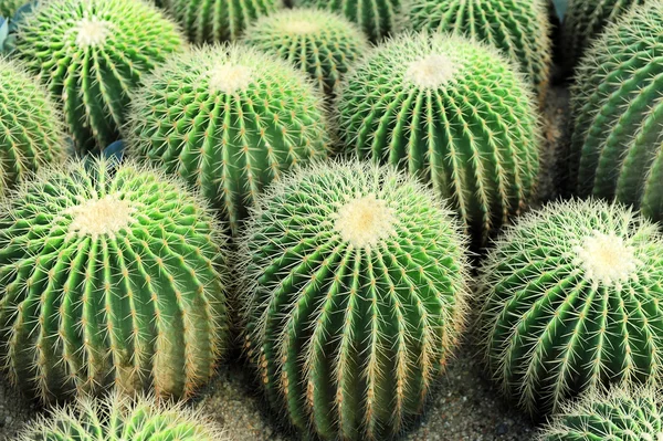 View of a cactus — Stock Photo, Image