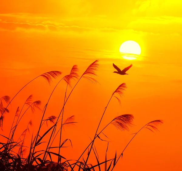 stock image Sunset with a flighting bird
