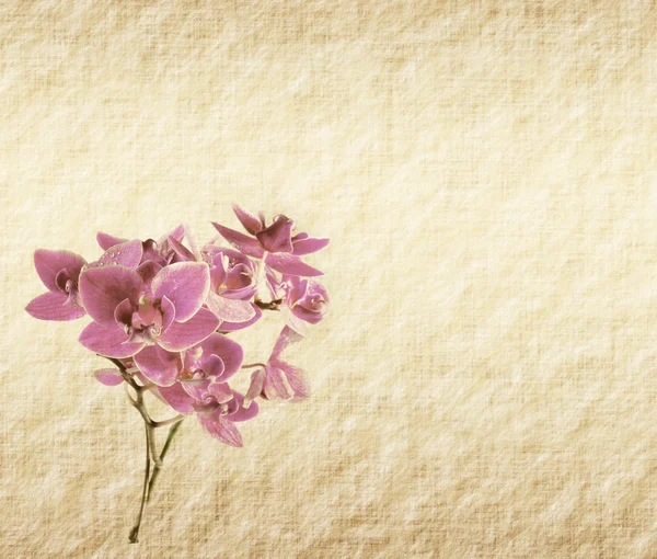 Fond d'écran vintage avec orchidée — Photo