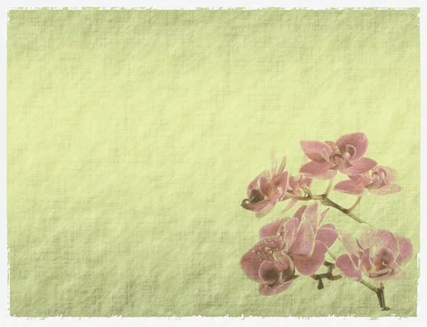 蘭とビンテージ壁紙の背景 — ストック写真