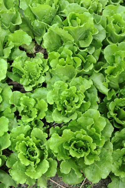 Saláta termesztése a talajban — Stock Fotó