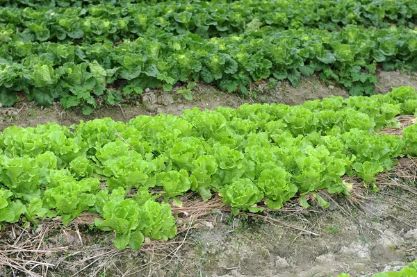 在土壤中不断增长的健康生菜 — 图库照片