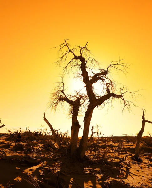 stock image Death tree against sunlight over sky background in sunset